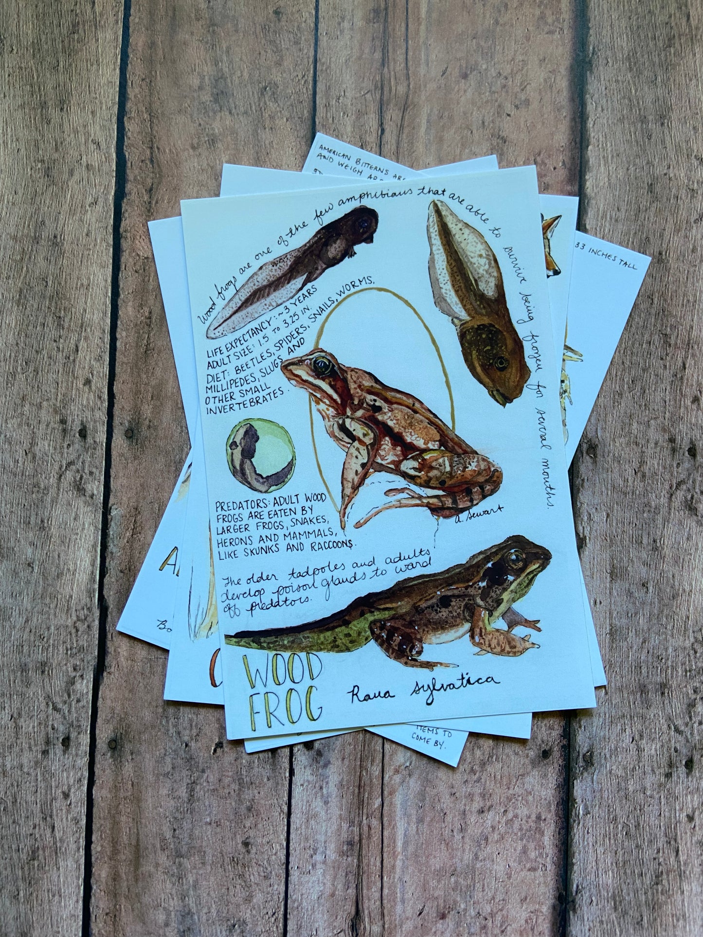 Field Guide Post Cards - Individuals