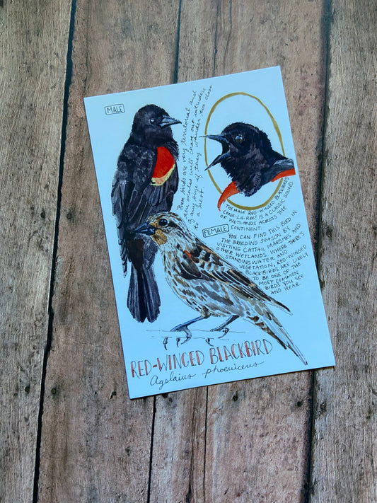 Field Guide Post Cards - Individuals