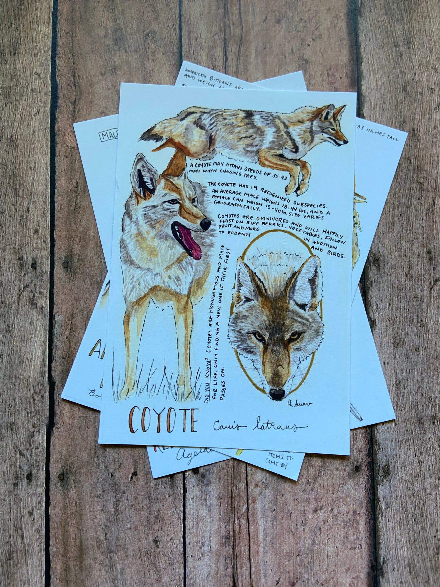 Field Guide Post Card Pack