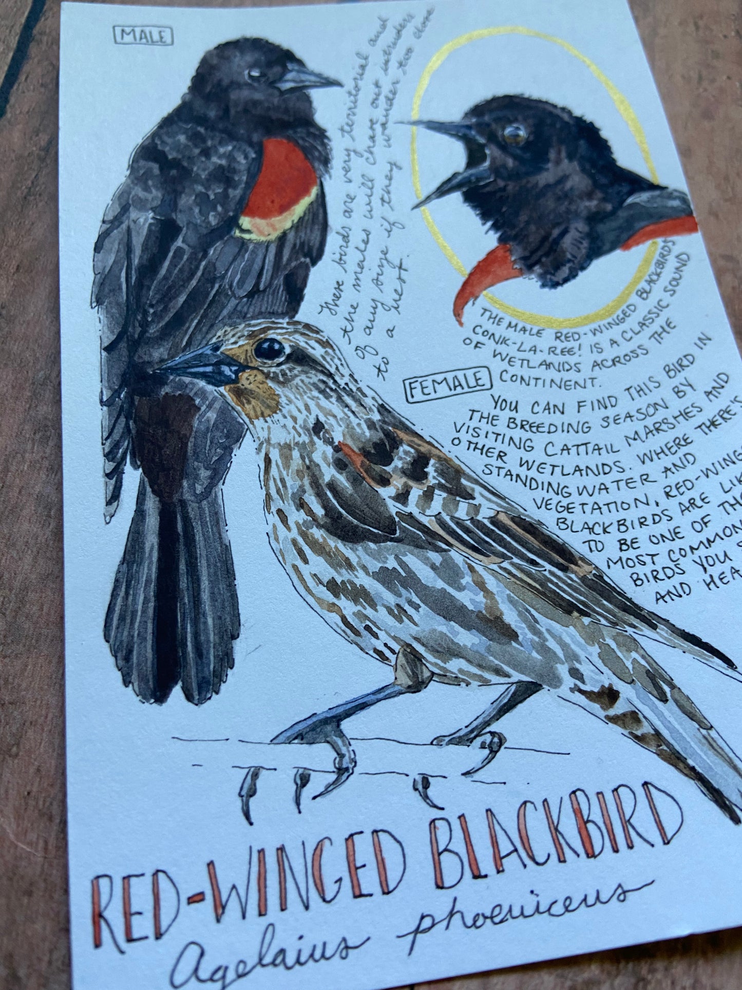 Red-Winged Black Bird Original Painting 4”x6”