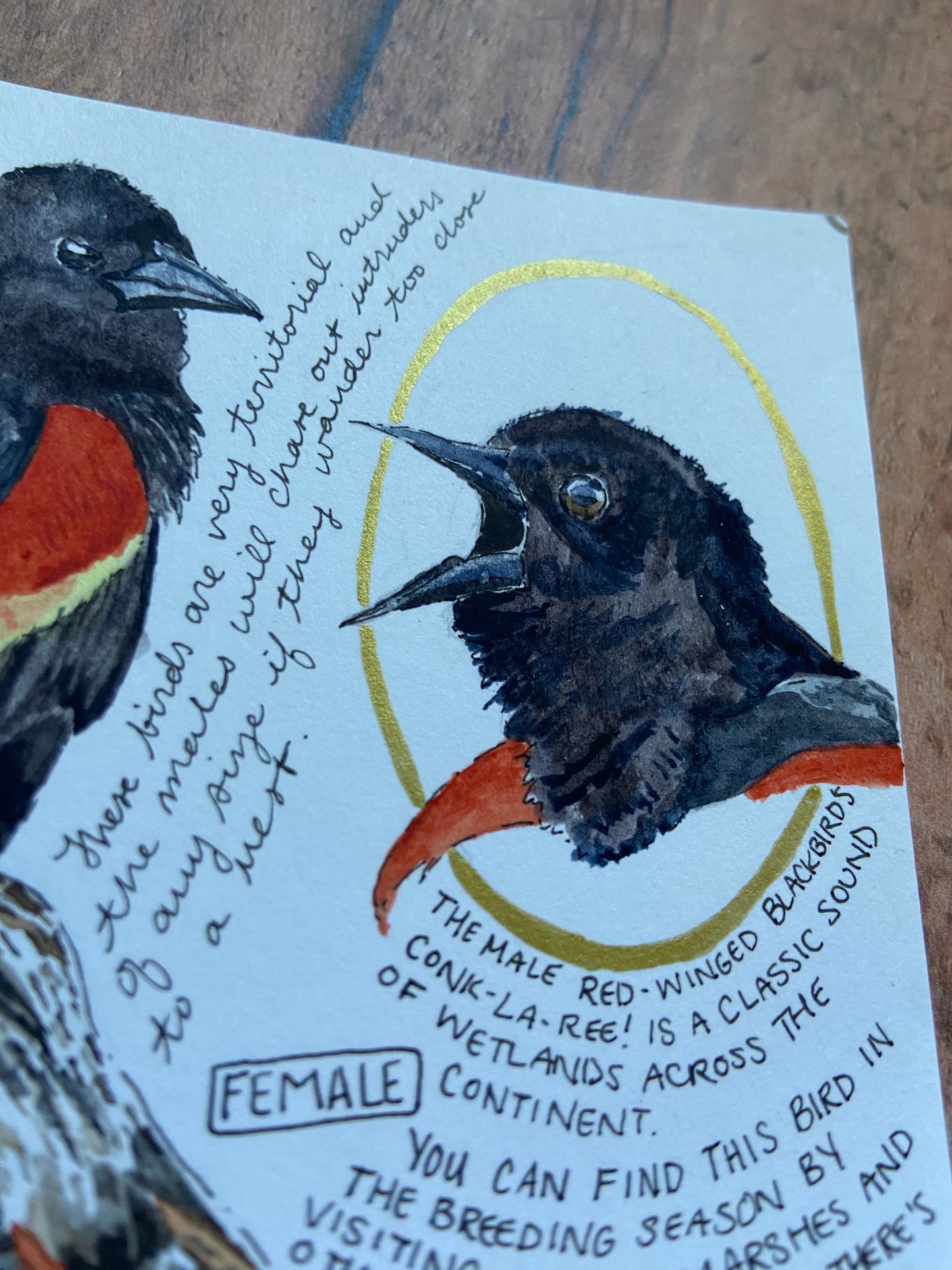 Red-Winged Black Bird Original Painting 4”x6”