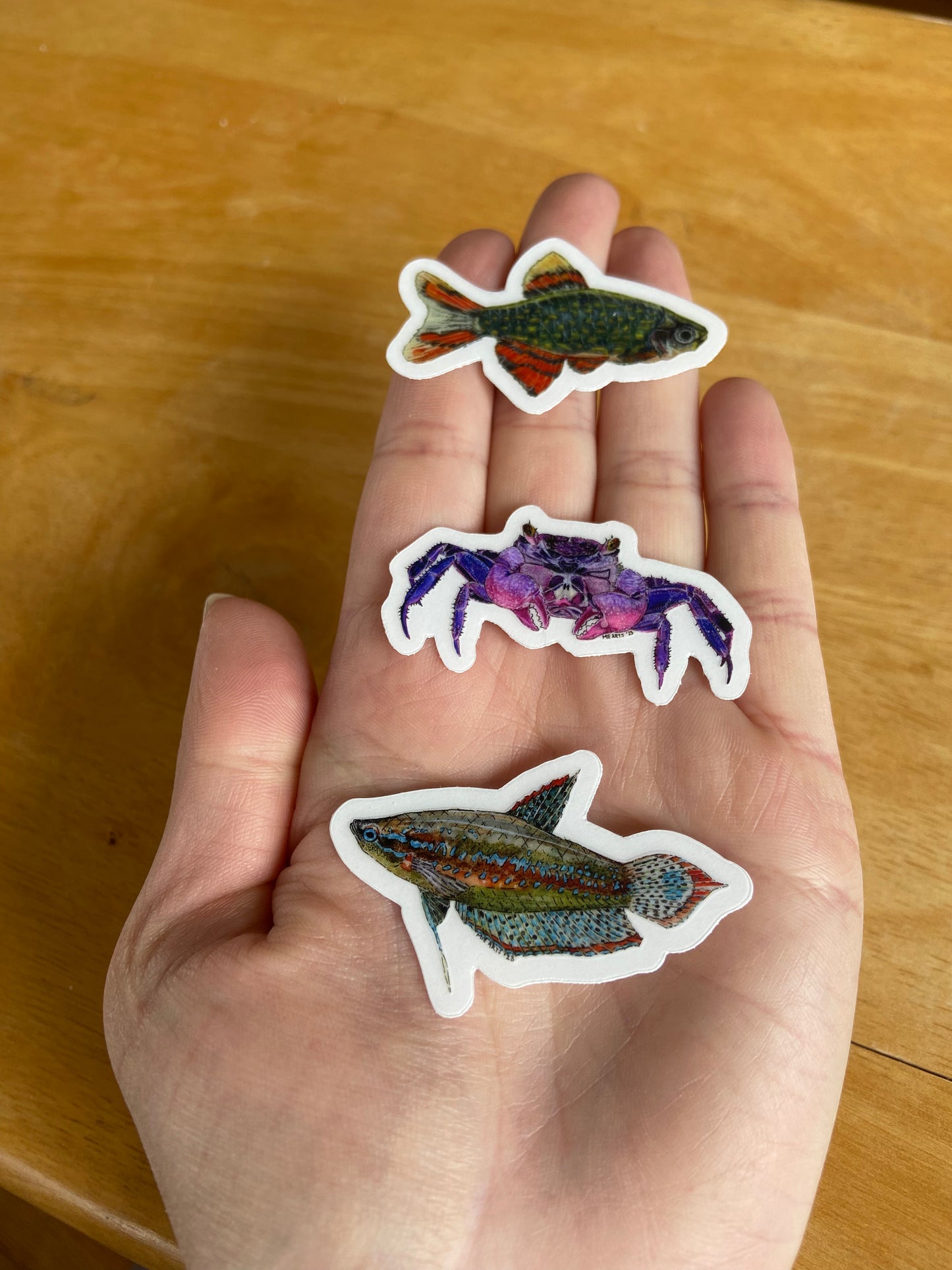 Celestial Pearl Danio Sticker