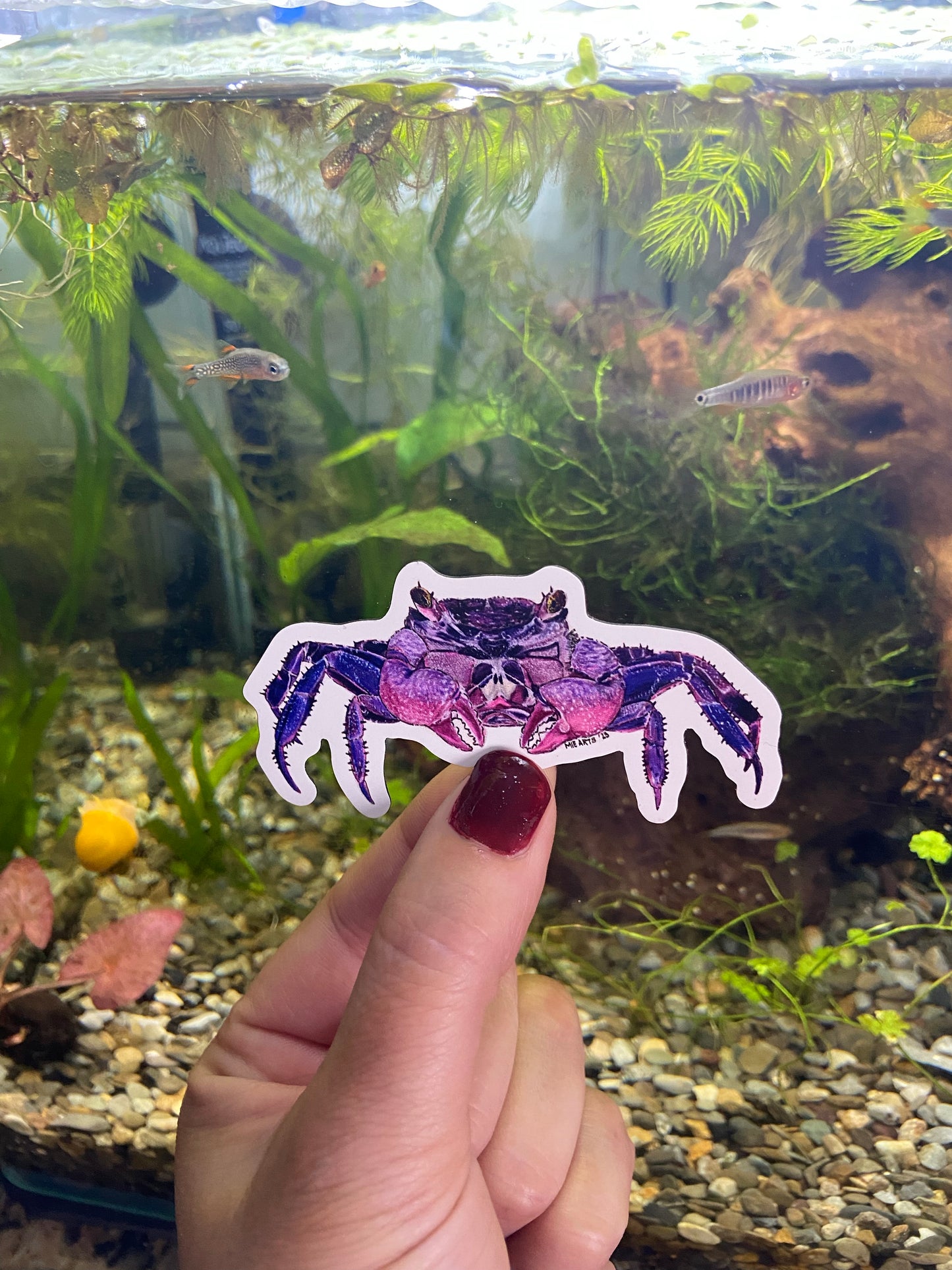 Vampire Crab Magnet