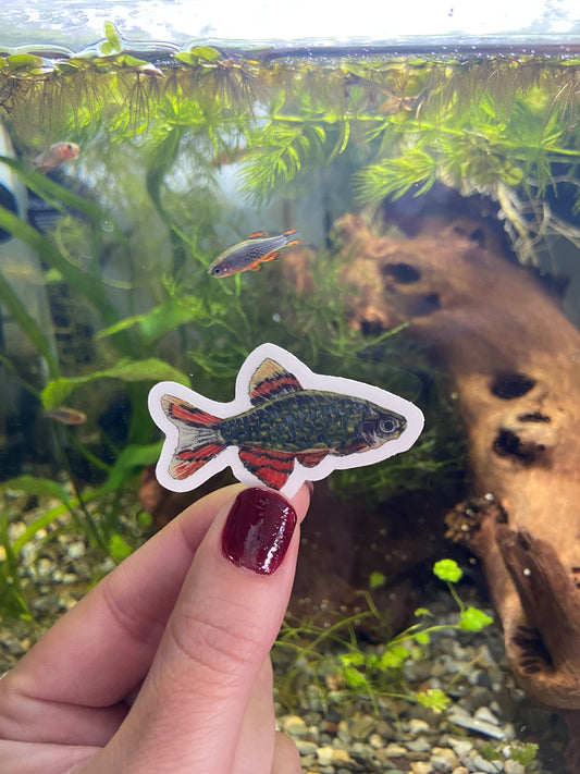 Celestial Pearl Danio Sticker