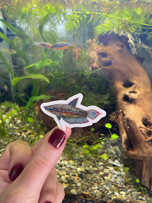 Sparkling Gourami Sticker